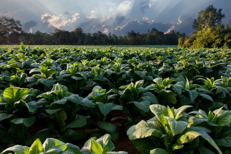 Raised by the Leaf: How a Tobacco Boy Became the Industry's Worst Nightmare
